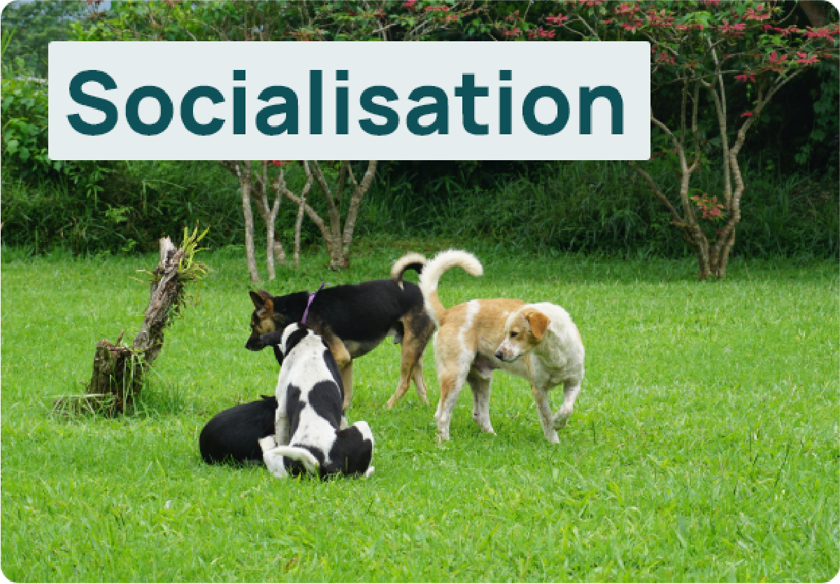 Socialisation