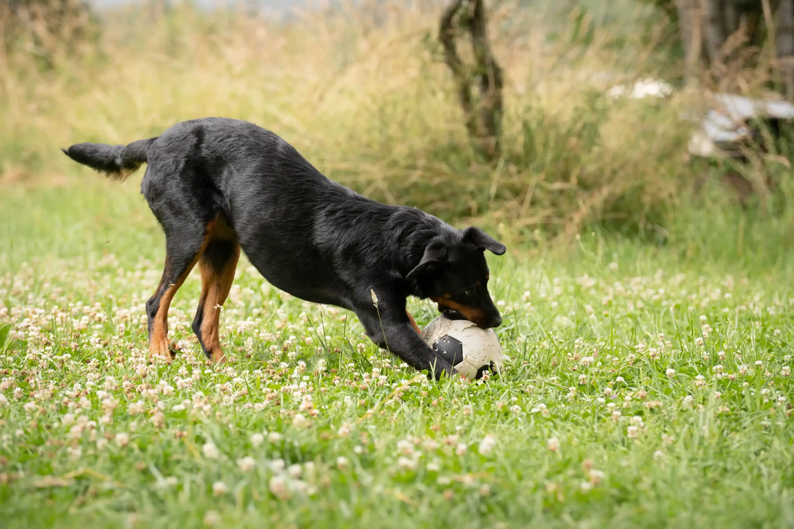 Chien en pension