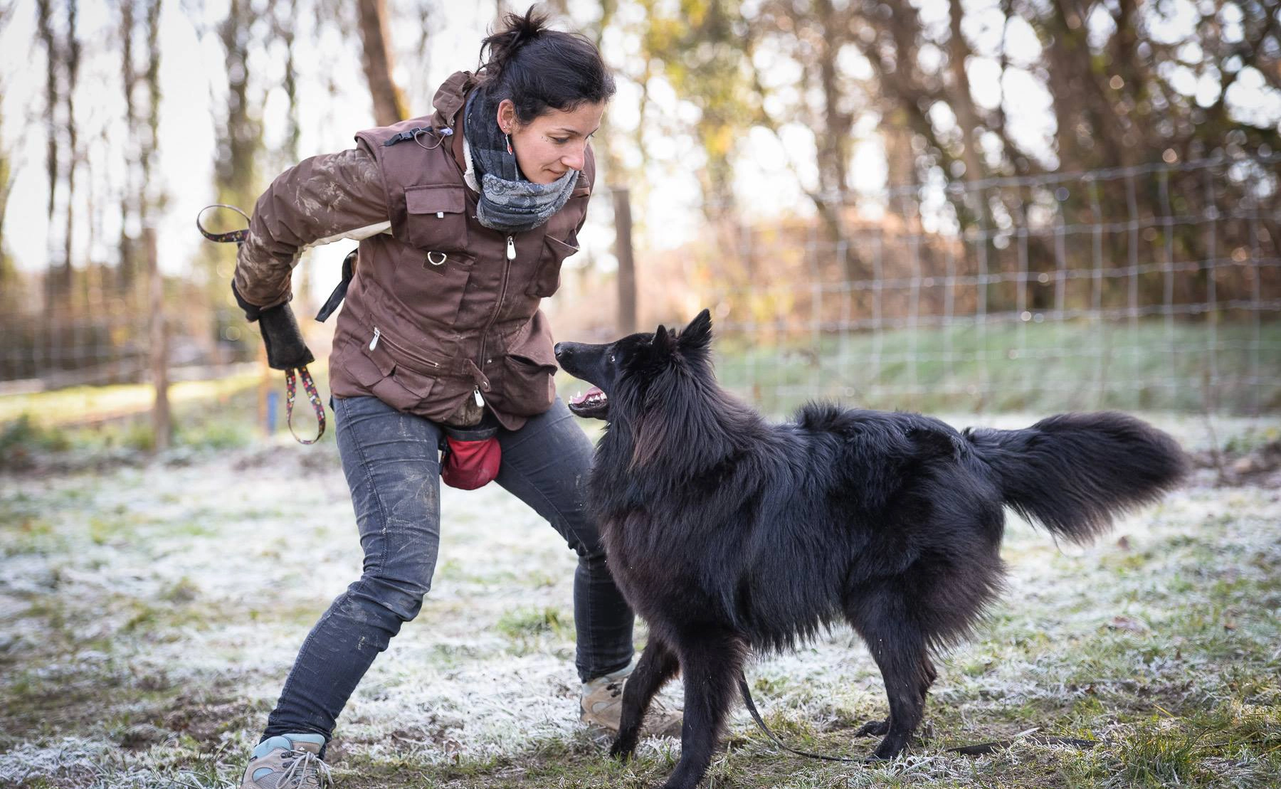 Chien en pension