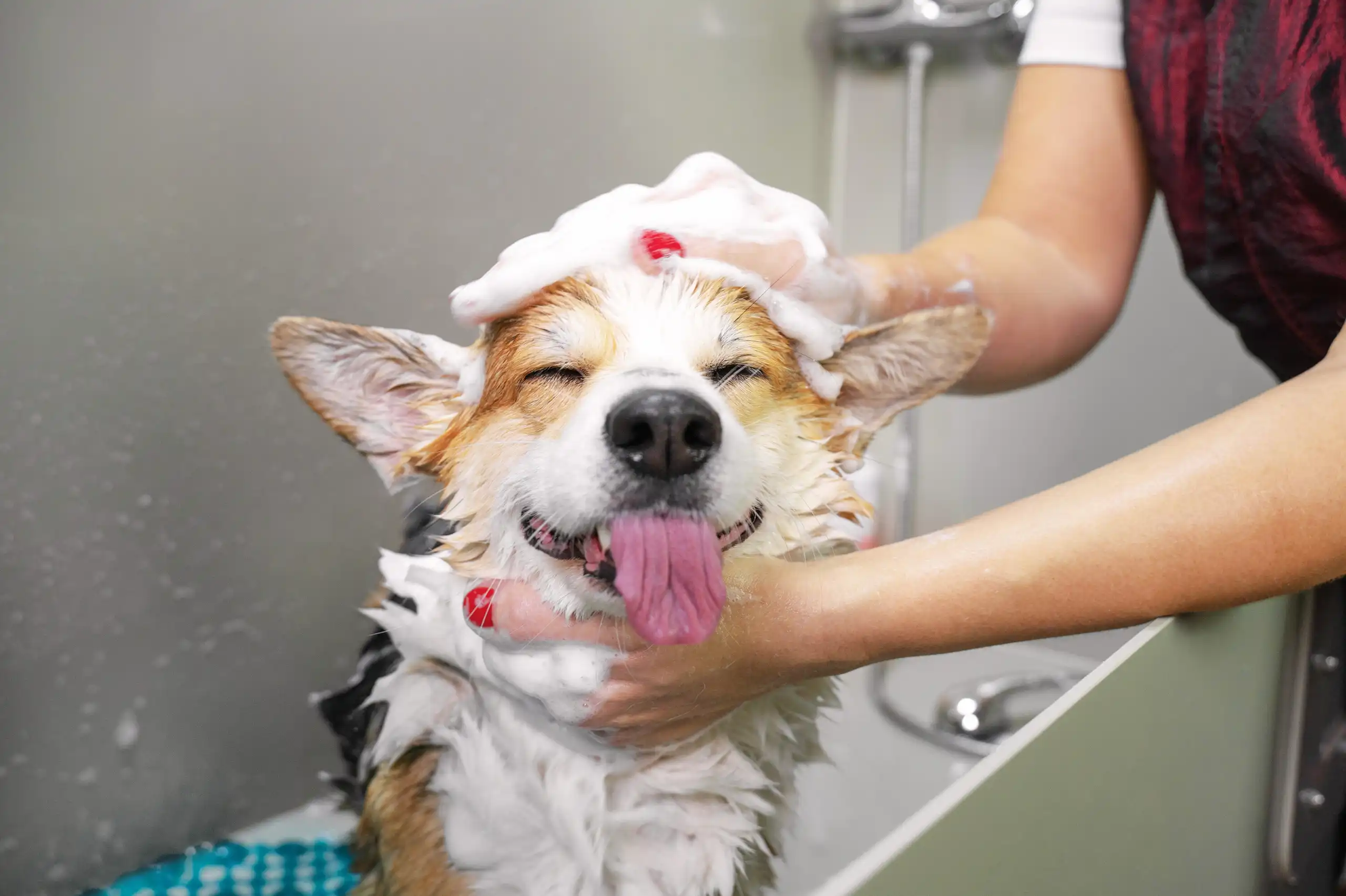 Chien en toilettage