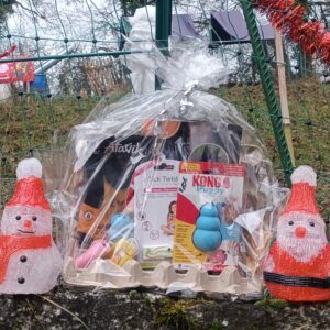 🎄 Box de Noël pour chiots 🎁