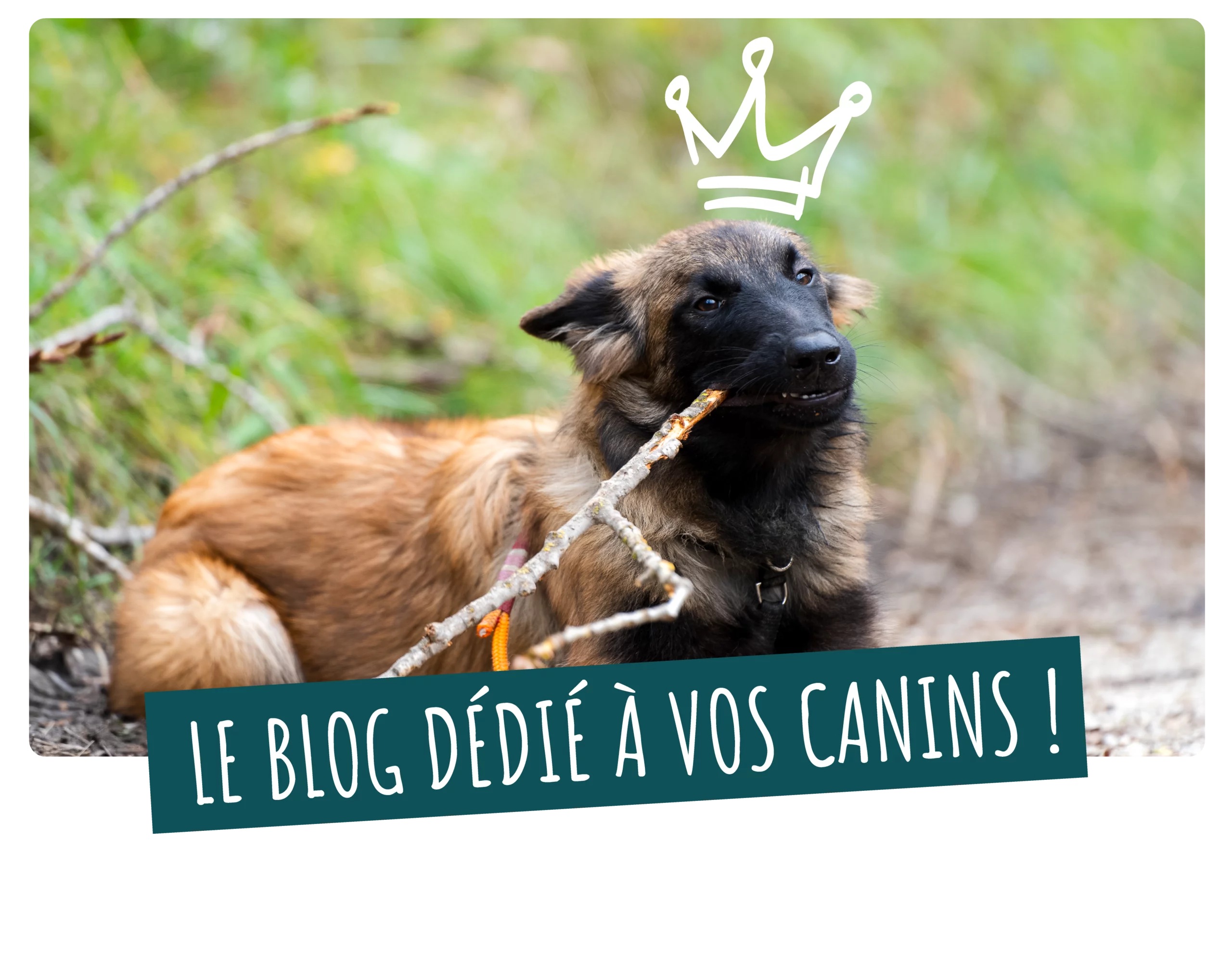Univers chien Le blog dédié à vos canins