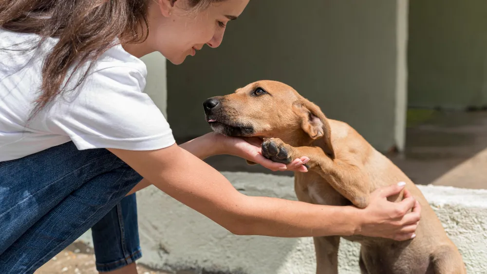 Le bon moment pour adopter un chien : avant ou après les vacances ?