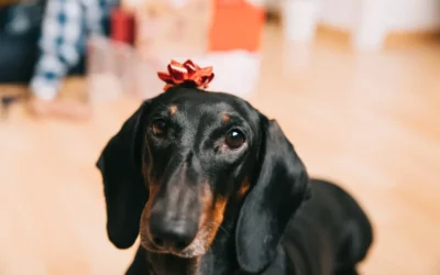 Offrir un chien à Noël, bonne ou mauvaise idée ?